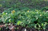 Anemone ranunculoides. Цветущие растения. Москва, Нескучный сад. 03.05.2012.