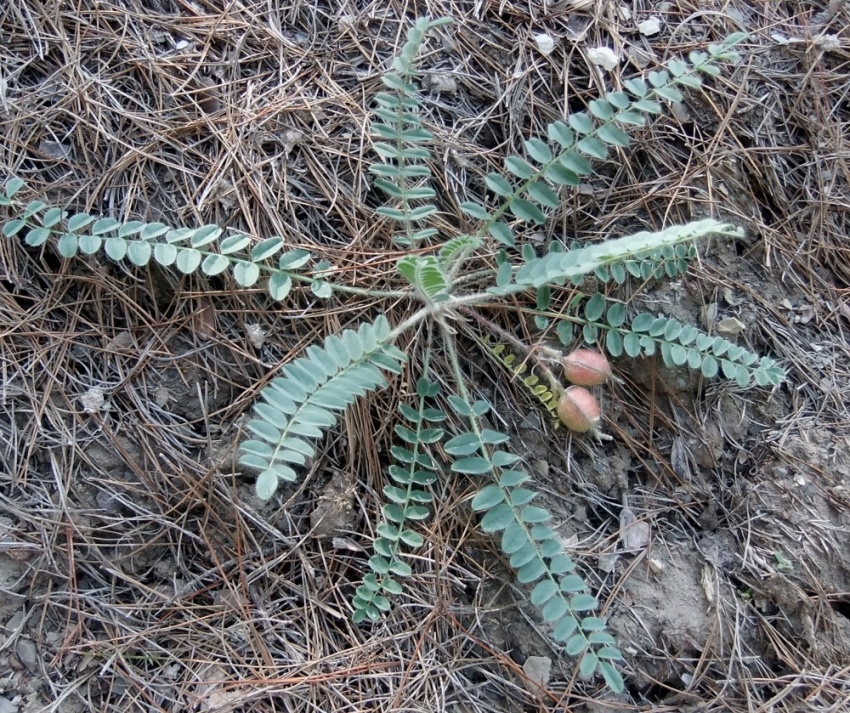 Изображение особи Astragalus utriger.