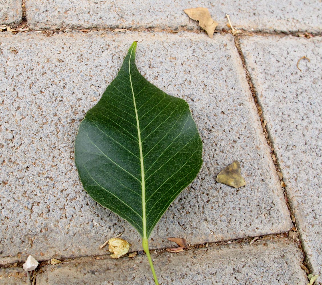 Изображение особи Brachychiton populneus.