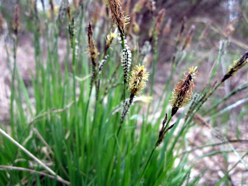 Image of Carex cespitosa specimen.