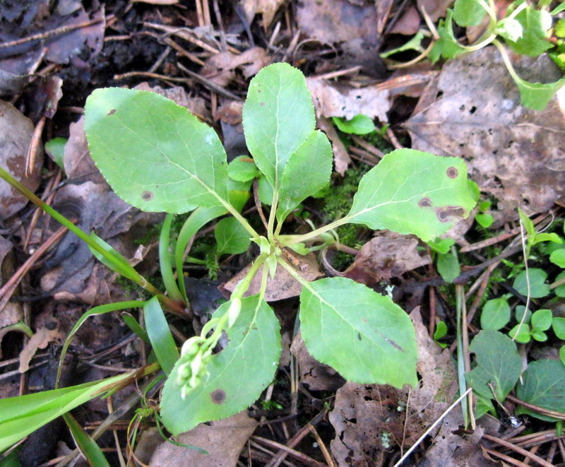 Image of Orthilia secunda specimen.