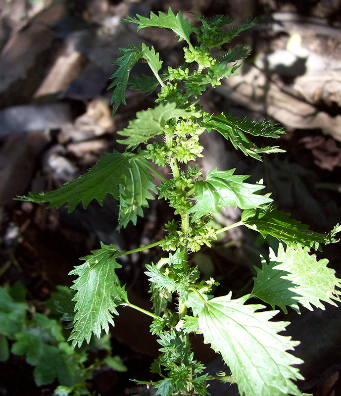 Крапива жгучая. Urtica urens. Крапива жгучая (Urtica urens). Urtica morifolia. Крапива жгучая фото.