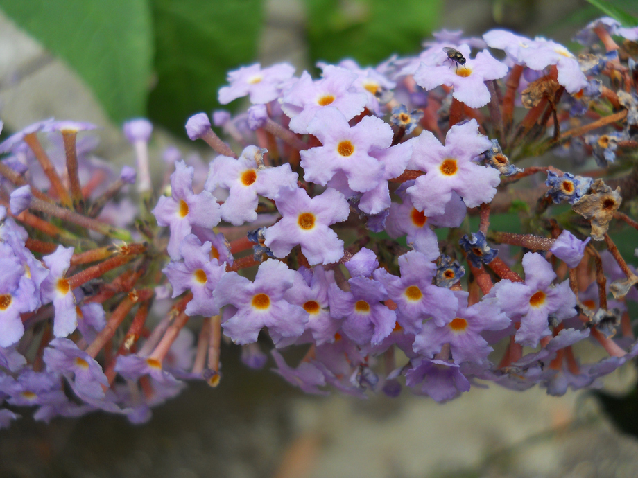 Image of Buddleja davidii specimen.