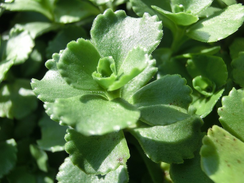 Image of Sedum spurium specimen.