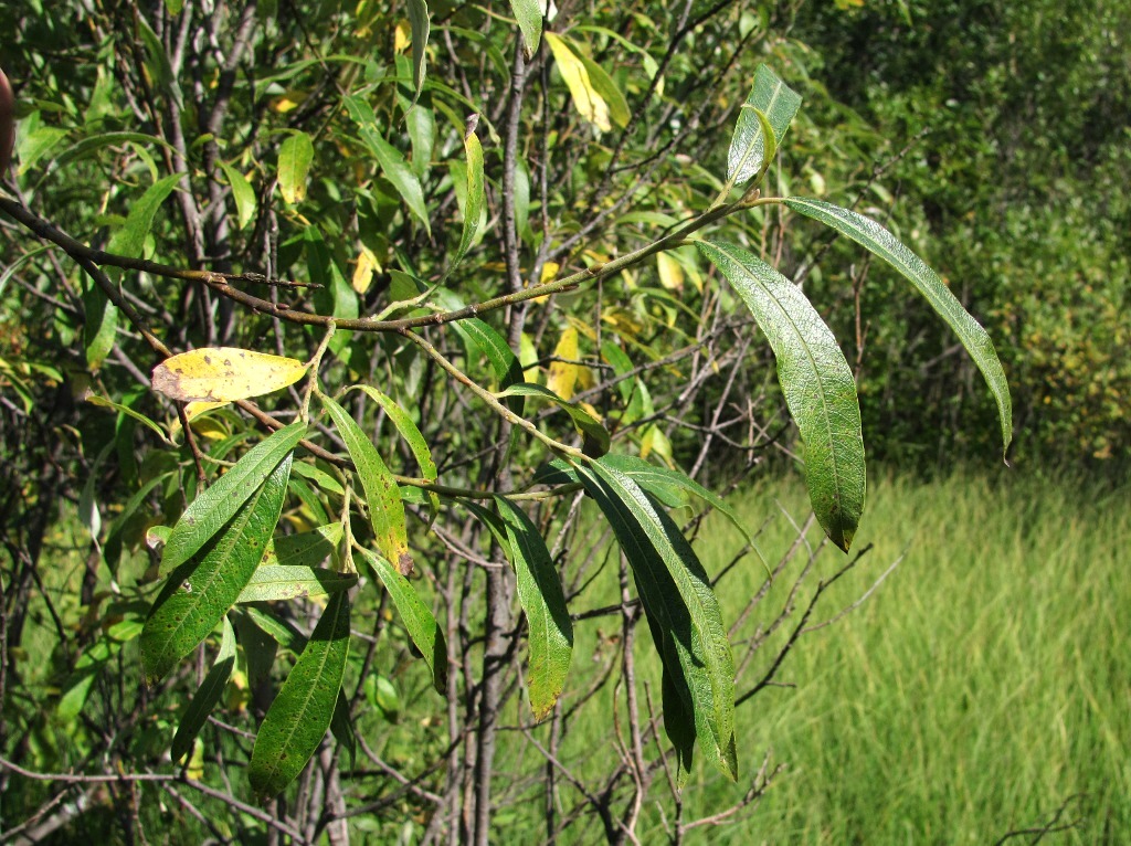 Image of Salix gmelinii specimen.