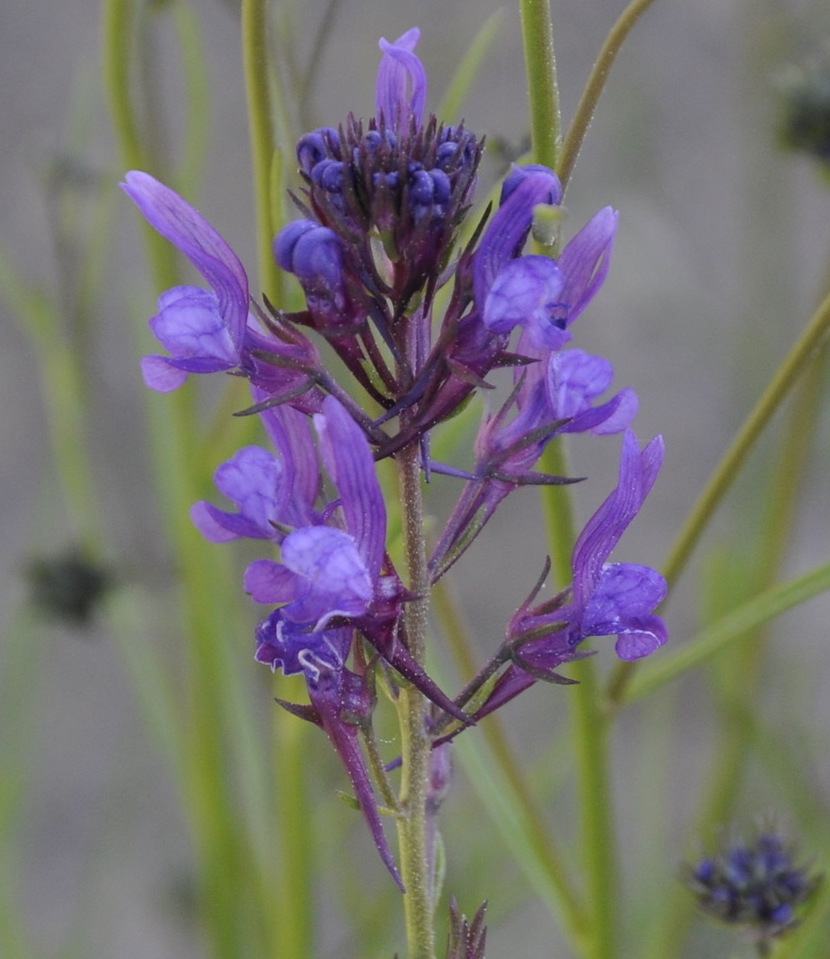 Изображение особи Linaria pelisseriana.