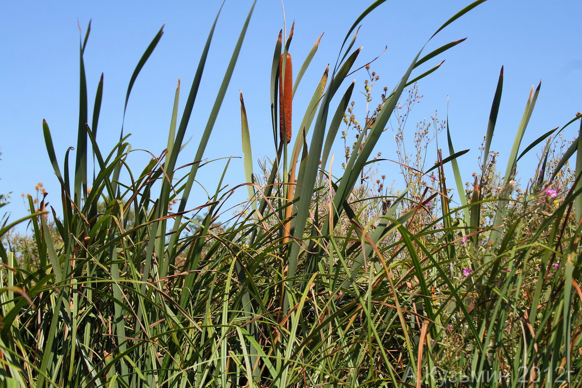 Image of Typha &times; glauca specimen.