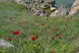 Tulipa suaveolens