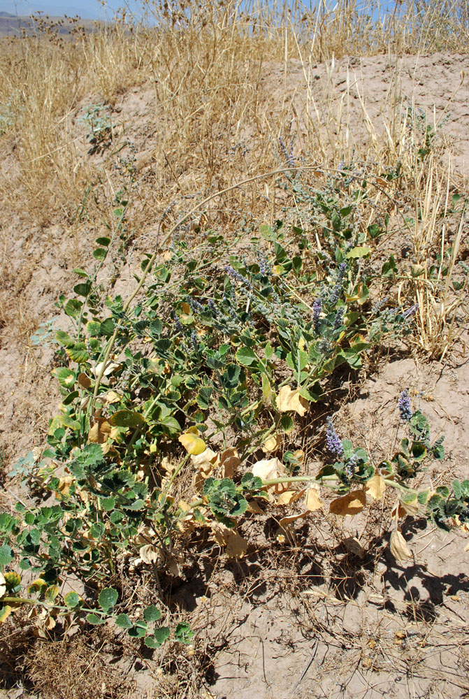 Image of Psoralea drupacea specimen.