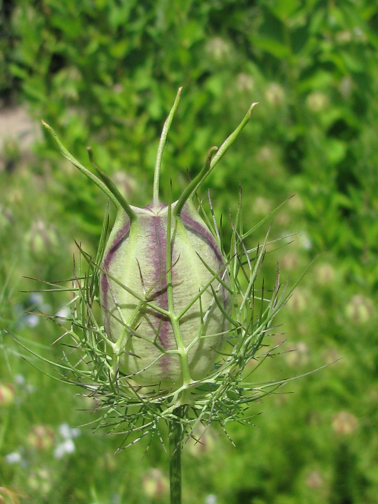 Image of Nigella damascena specimen.