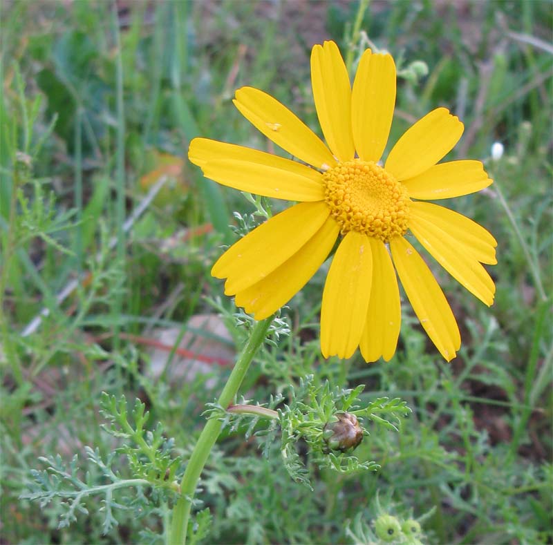 Image of Glebionis coronaria specimen.