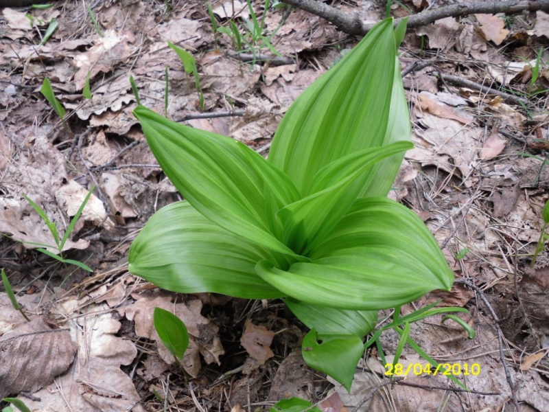 Изображение особи Veratrum lobelianum.