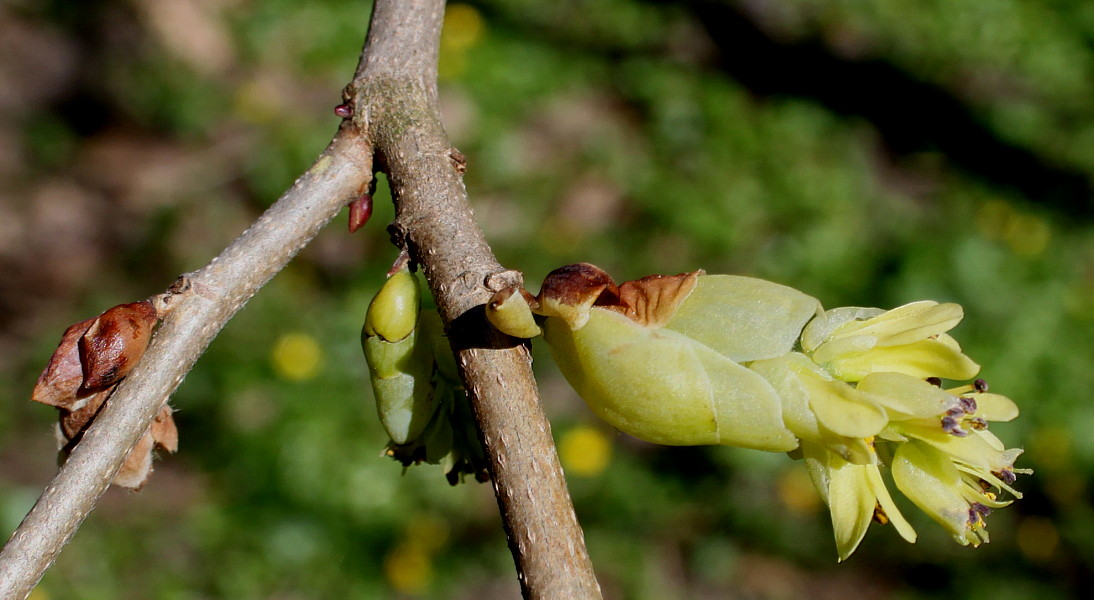 Изображение особи Corylopsis sinensis.