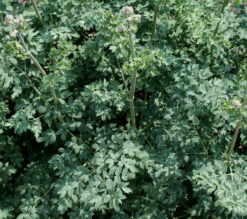 Image of genus Thalictrum specimen.