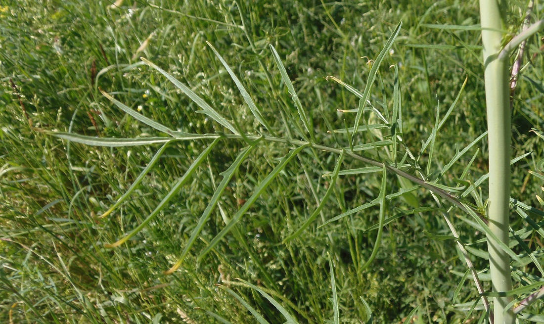 Image of Sisymbrium altissimum specimen.