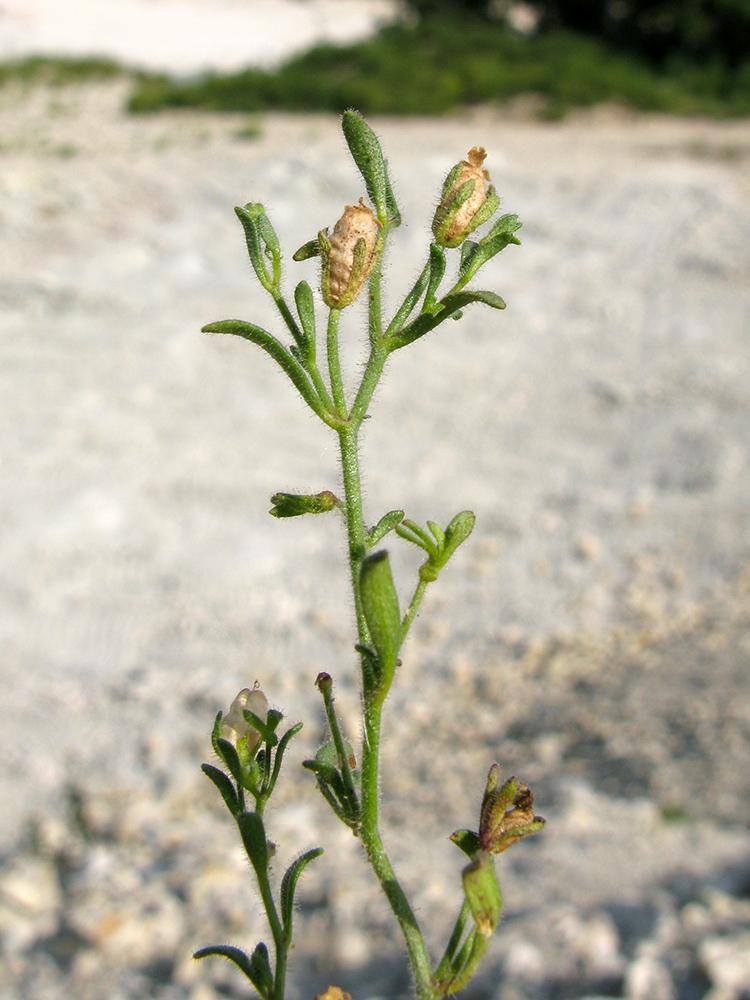 Image of Chaenorhinum minus specimen.