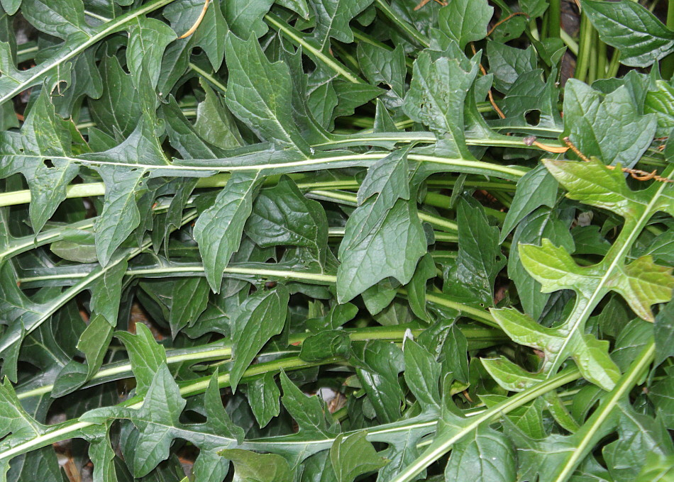 Image of Acanthus mollis specimen.