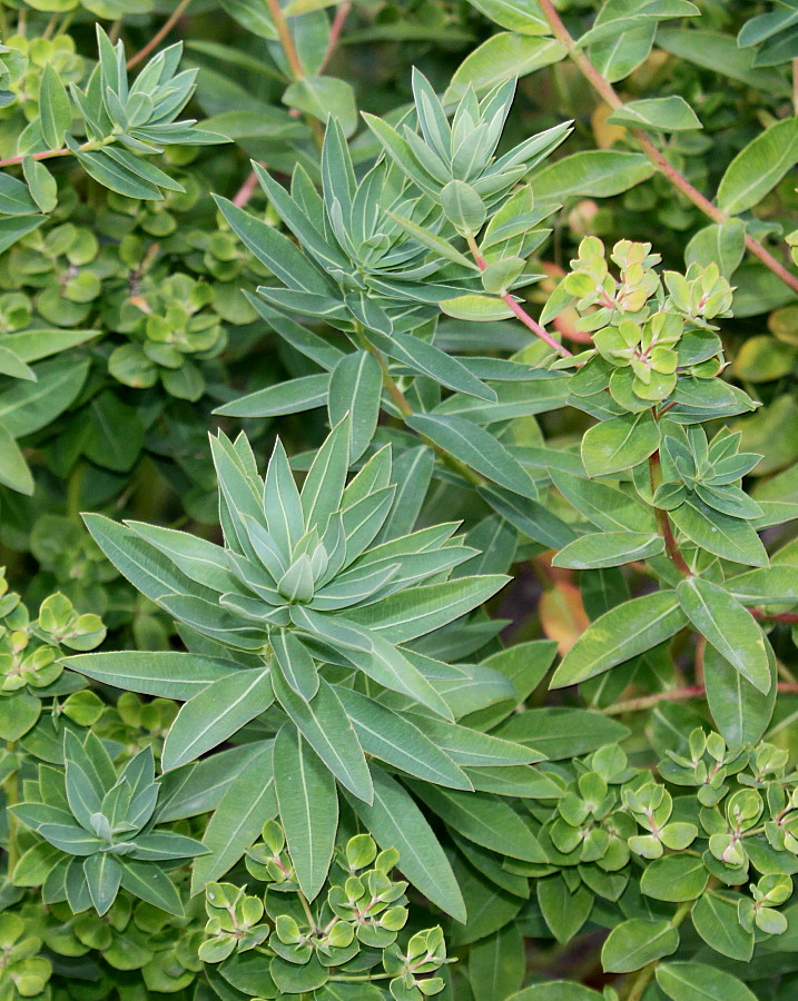 Изображение особи Euphorbia palustris.