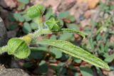 Nasa triphylla. Бутоны (Loasa vulcanica André). Германия, г. Krefeld, Ботанический сад. 11.08.2013.