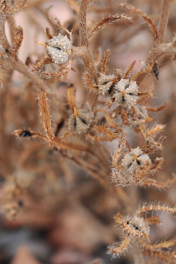 Изображение особи Lappula spinocarpos.