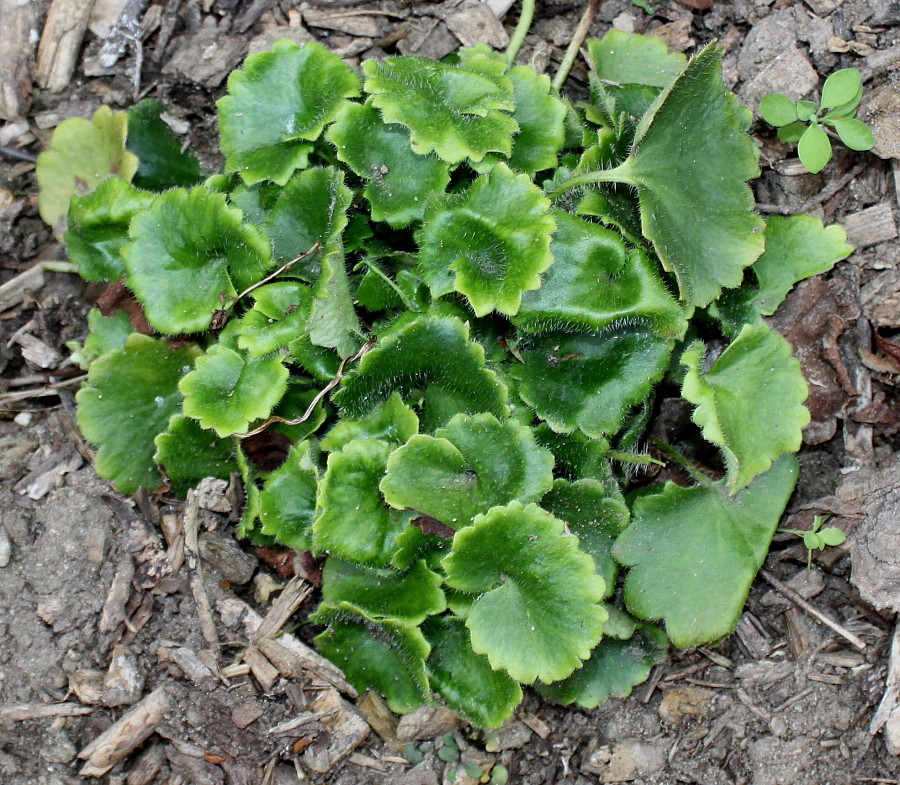 Image of Saxifraga rotundifolia specimen.