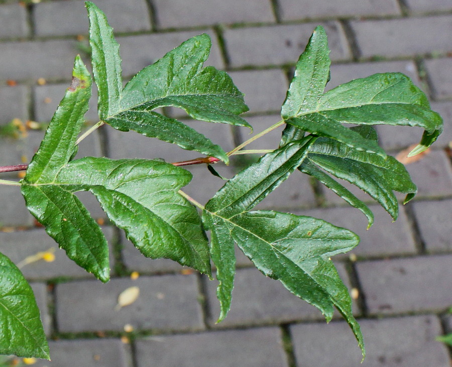 Image of genus Malus specimen.