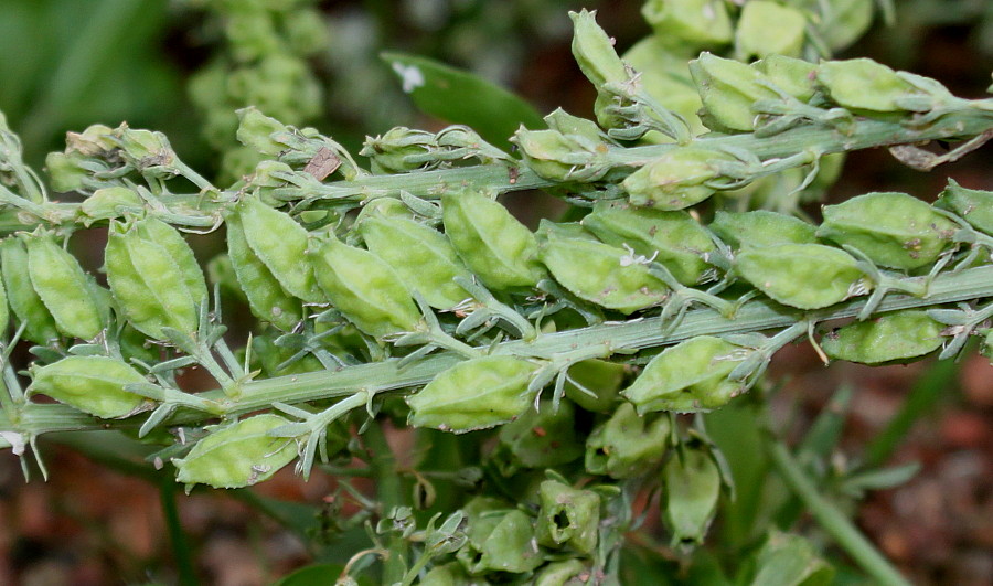 Image of Reseda alba specimen.