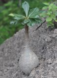 Adenium obesum подвид socotranum. Молодое растение. Сокотра, плато Хомхи. 29.12.2013.