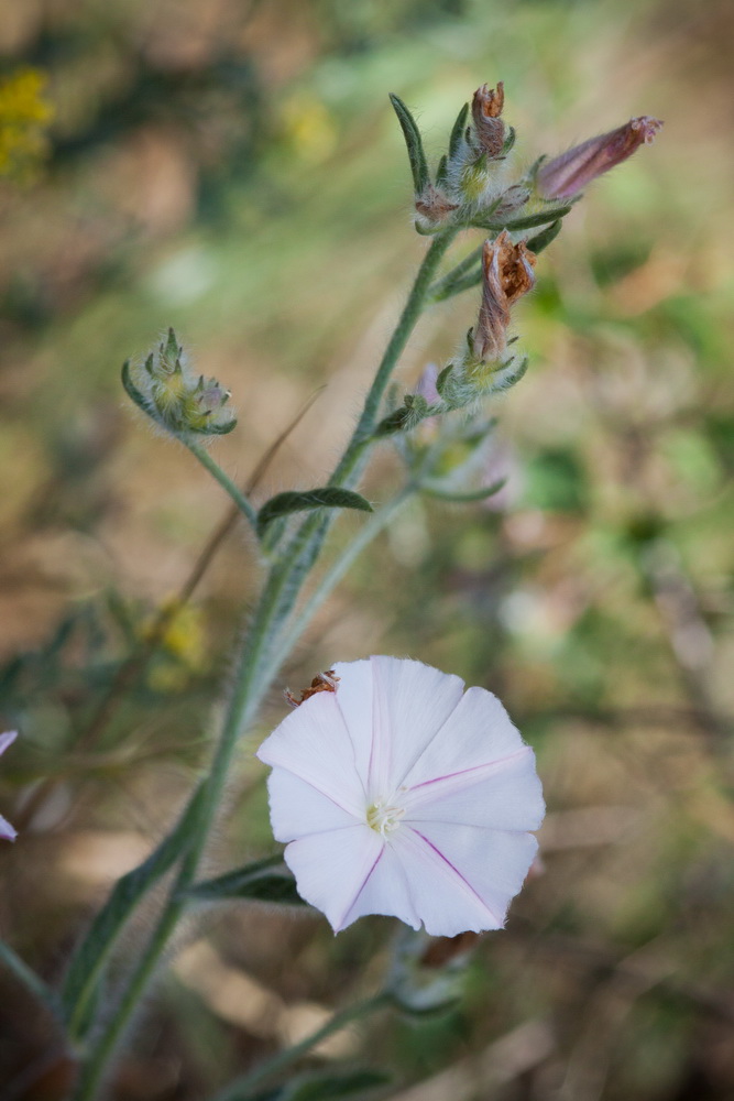 Image of Convolvulus cantabrica specimen.