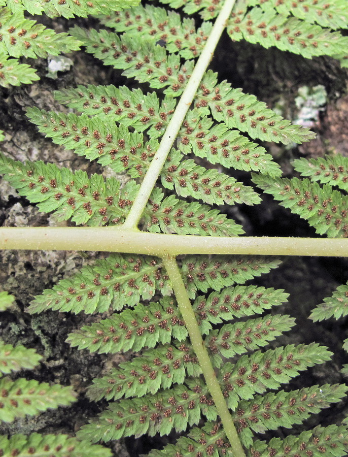 Image of Athyrium monomachii specimen.