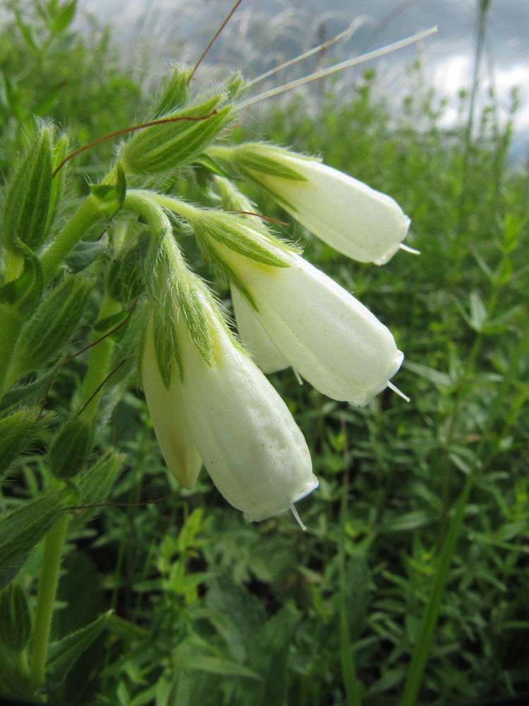 Image of Onosma volgensis specimen.