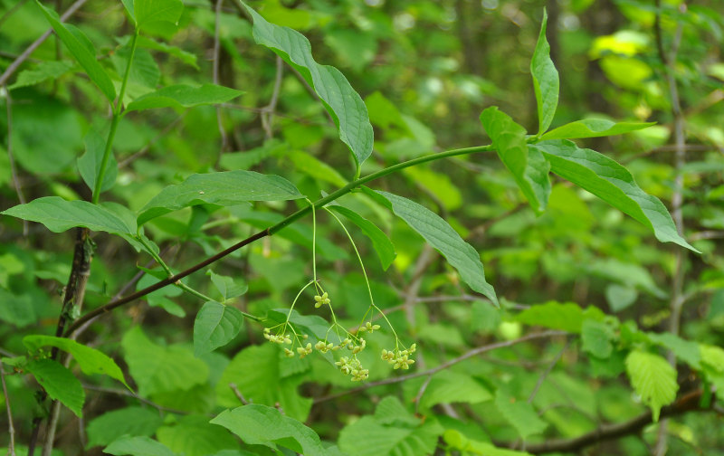 Image of Euonymus latifolius specimen.