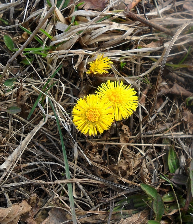 Изображение особи Tussilago farfara.