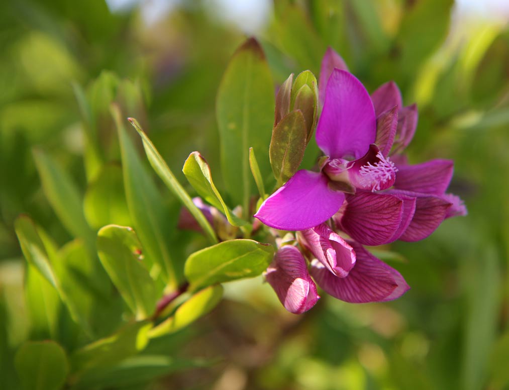 Image of Polygala myrtifolia specimen.