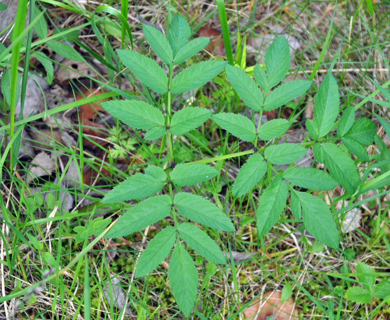 Изображение особи Angelica sylvestris.