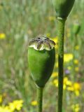 Papaver stevenianum. Незрелая коробочка. Украина, Донецкая обл., Новоазовский р-н, НПП \"Меотида\", Еланчанский под, глиняный склон коренного берега. 27.04.2014.