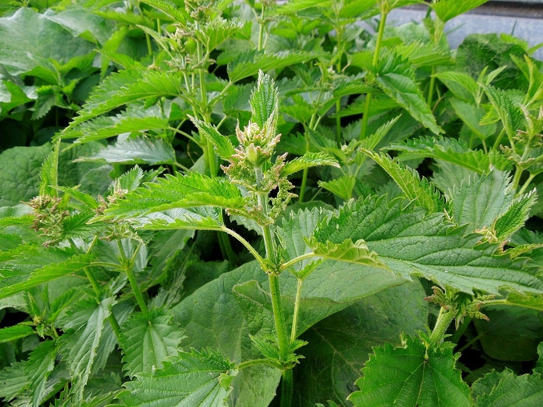 Image of Urtica dioica specimen.