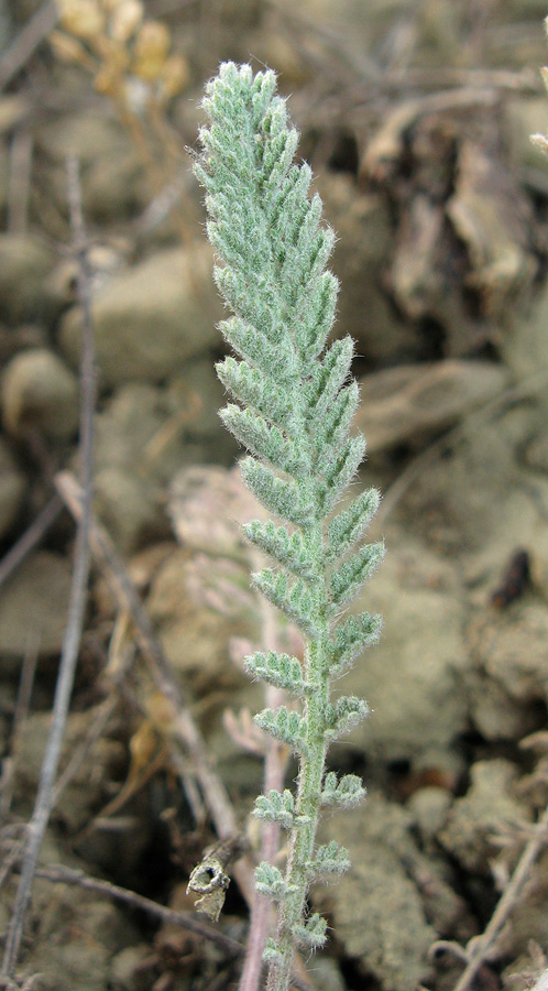 Image of Tanacetum millefolium specimen.