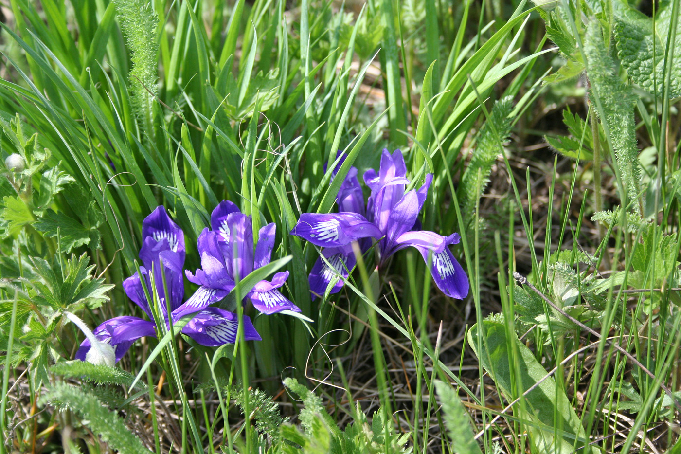 Image of Iris ruthenica specimen.