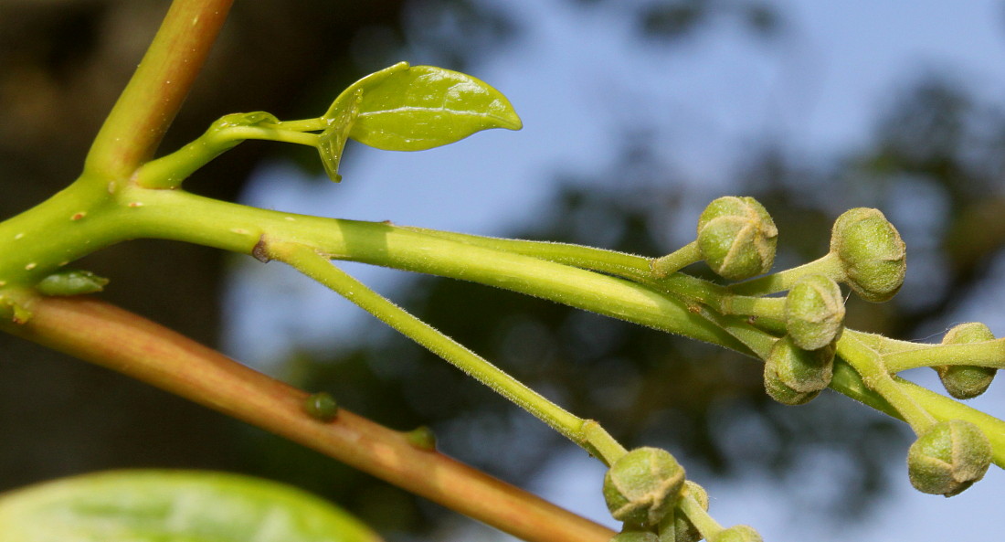 Image of Idesia polycarpa specimen.