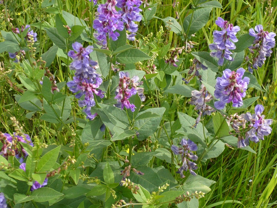 Image of Vicia unijuga specimen.