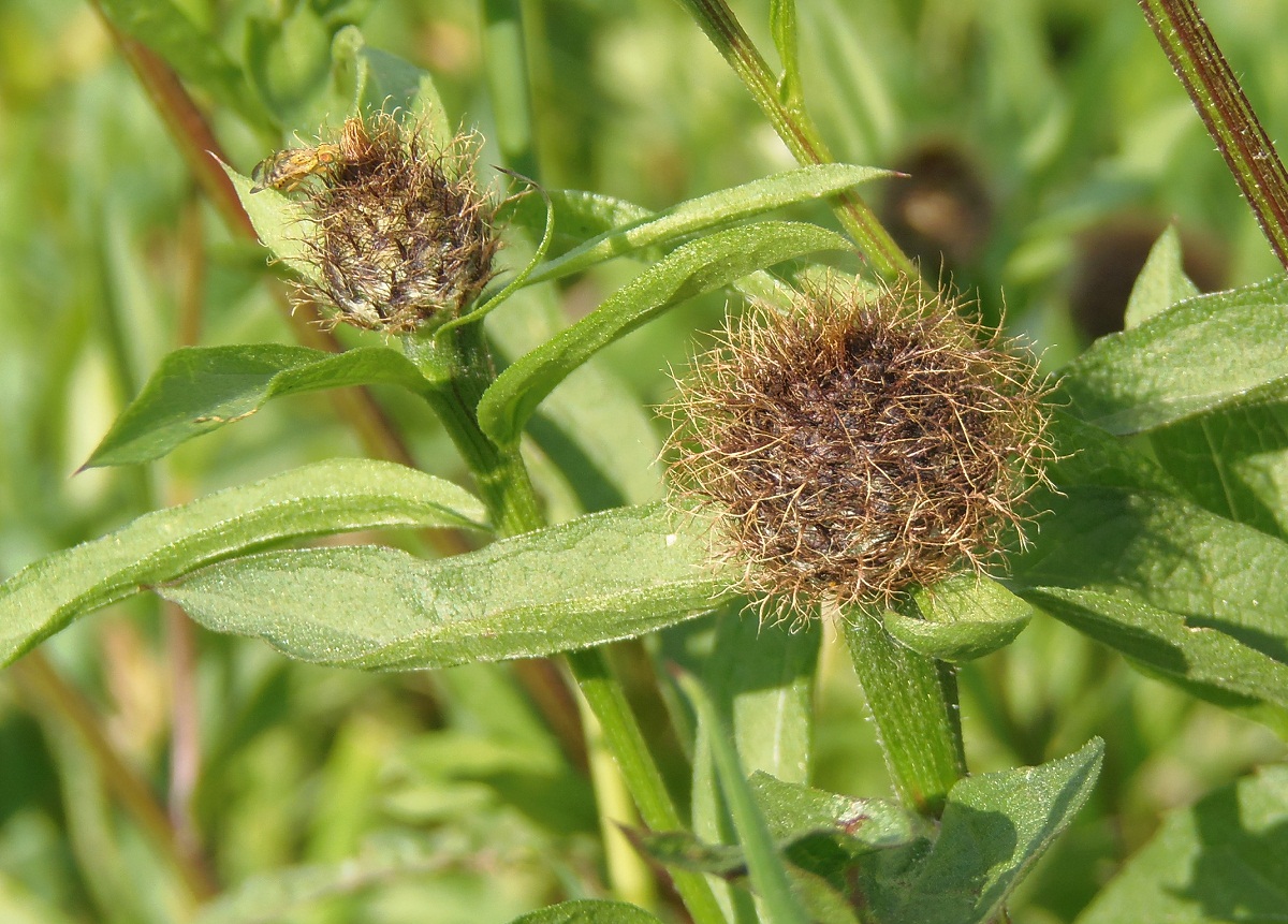 Image of Centaurea carpatica specimen.