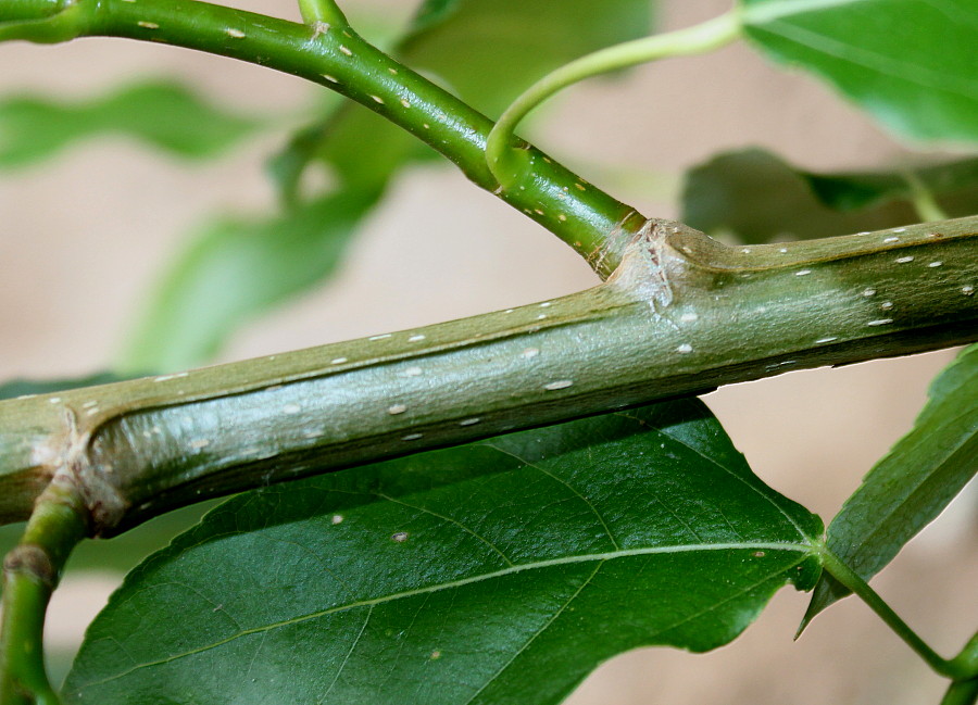 Image of genus Populus specimen.