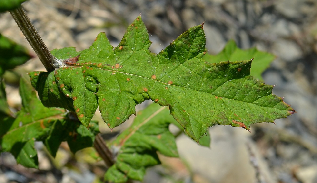 Image of Echinops galaticus specimen.