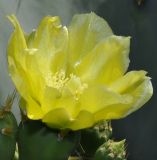 genus Opuntia