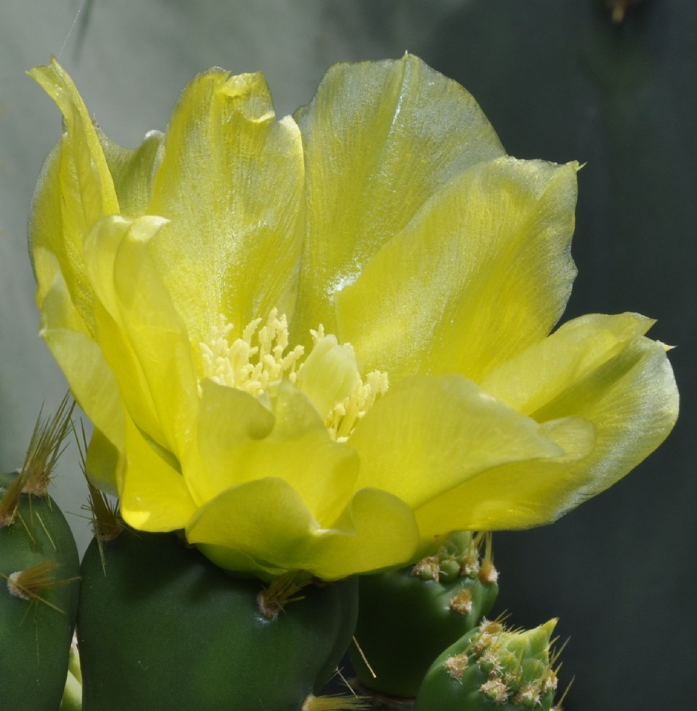 Image of genus Opuntia specimen.