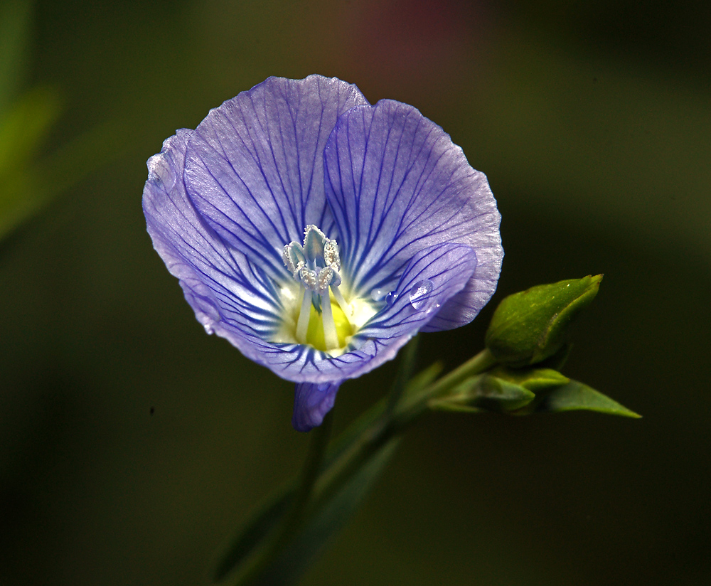 Image of genus Linum specimen.