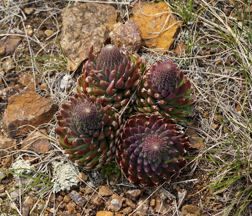 Image of Orostachys spinosa specimen.