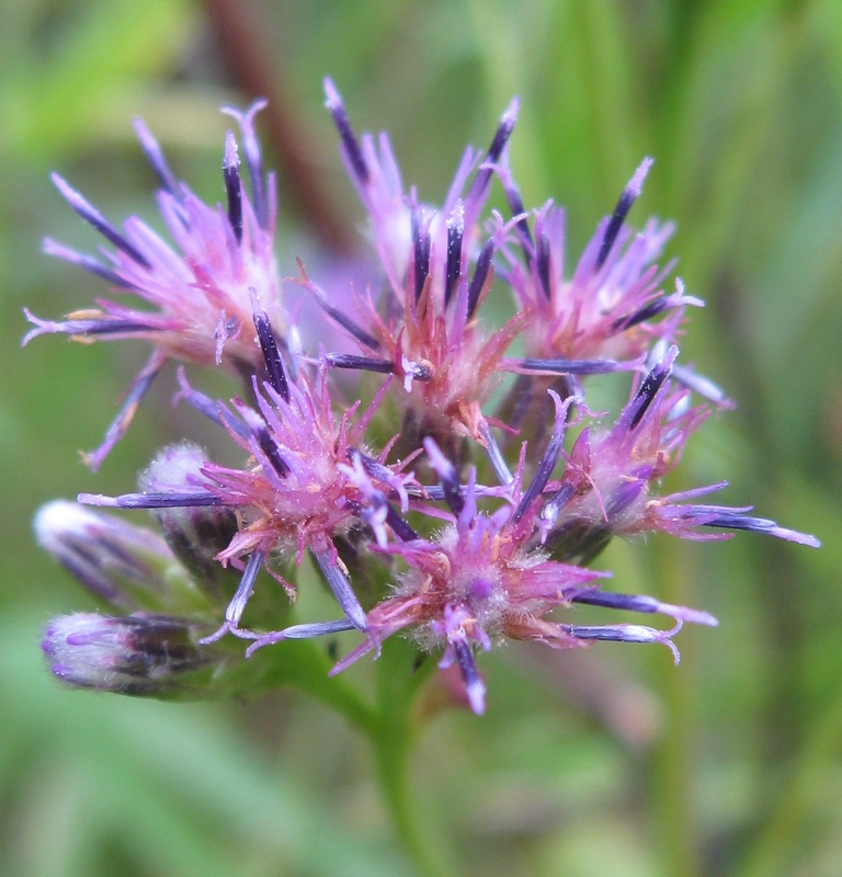 Image of Saussurea parviflora specimen.