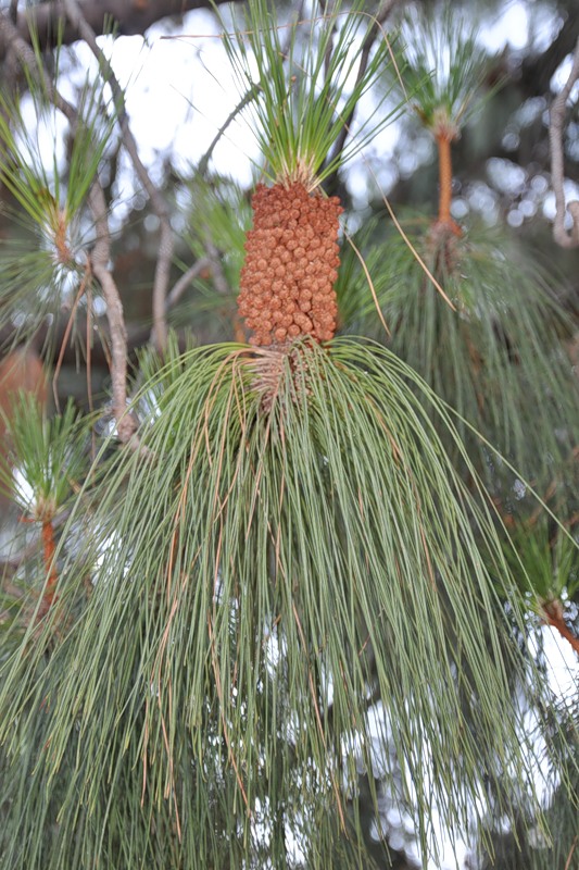 Image of Pinus canariensis specimen.